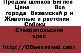 Продам щенков Биглей › Цена ­ 15 000 - Все города, Вяземский р-н Животные и растения » Собаки   . Ставропольский край